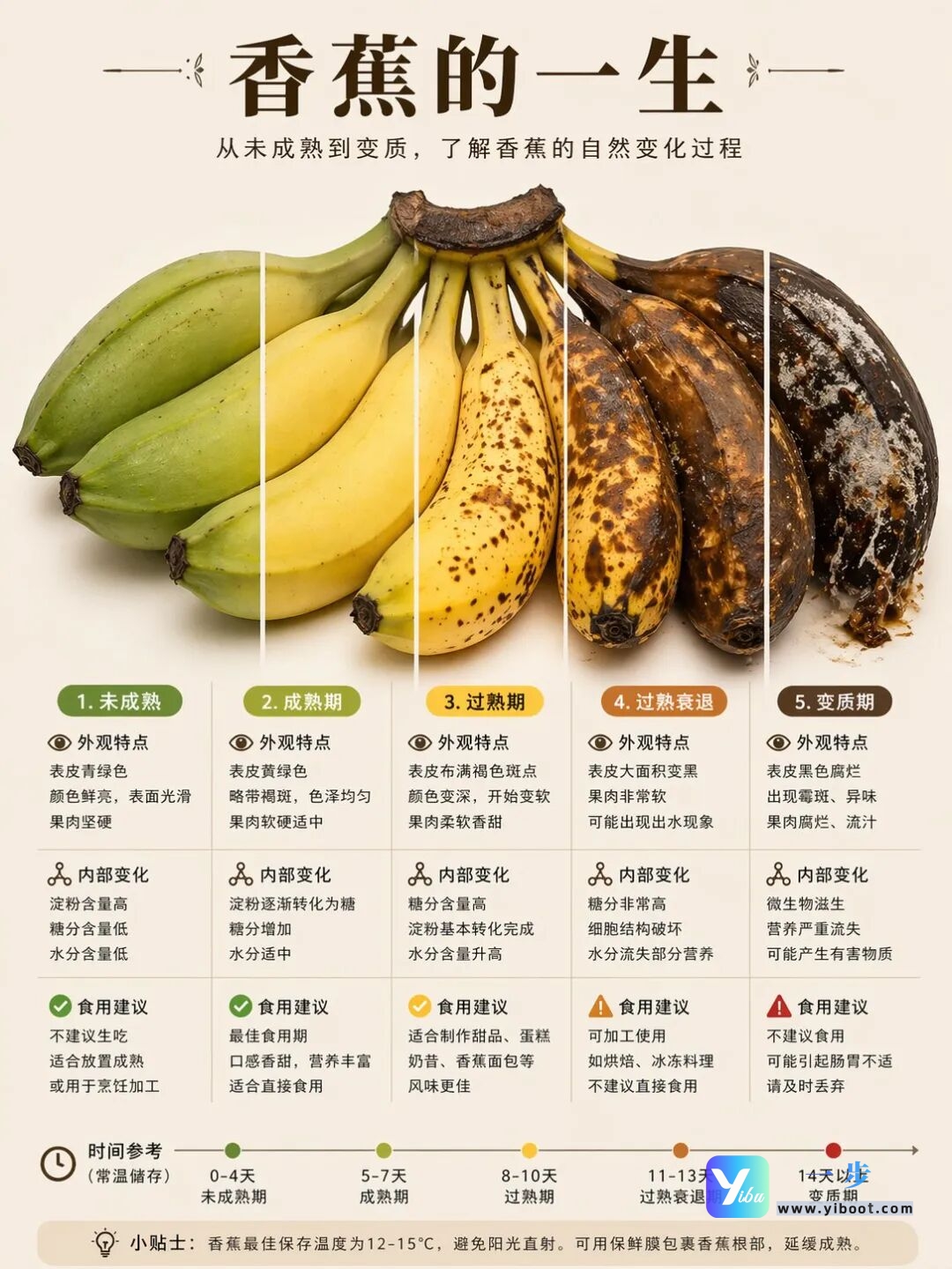 GPT Image 2：一张图看懂“{食物}的一生”！超实用科普信息图提示词模板